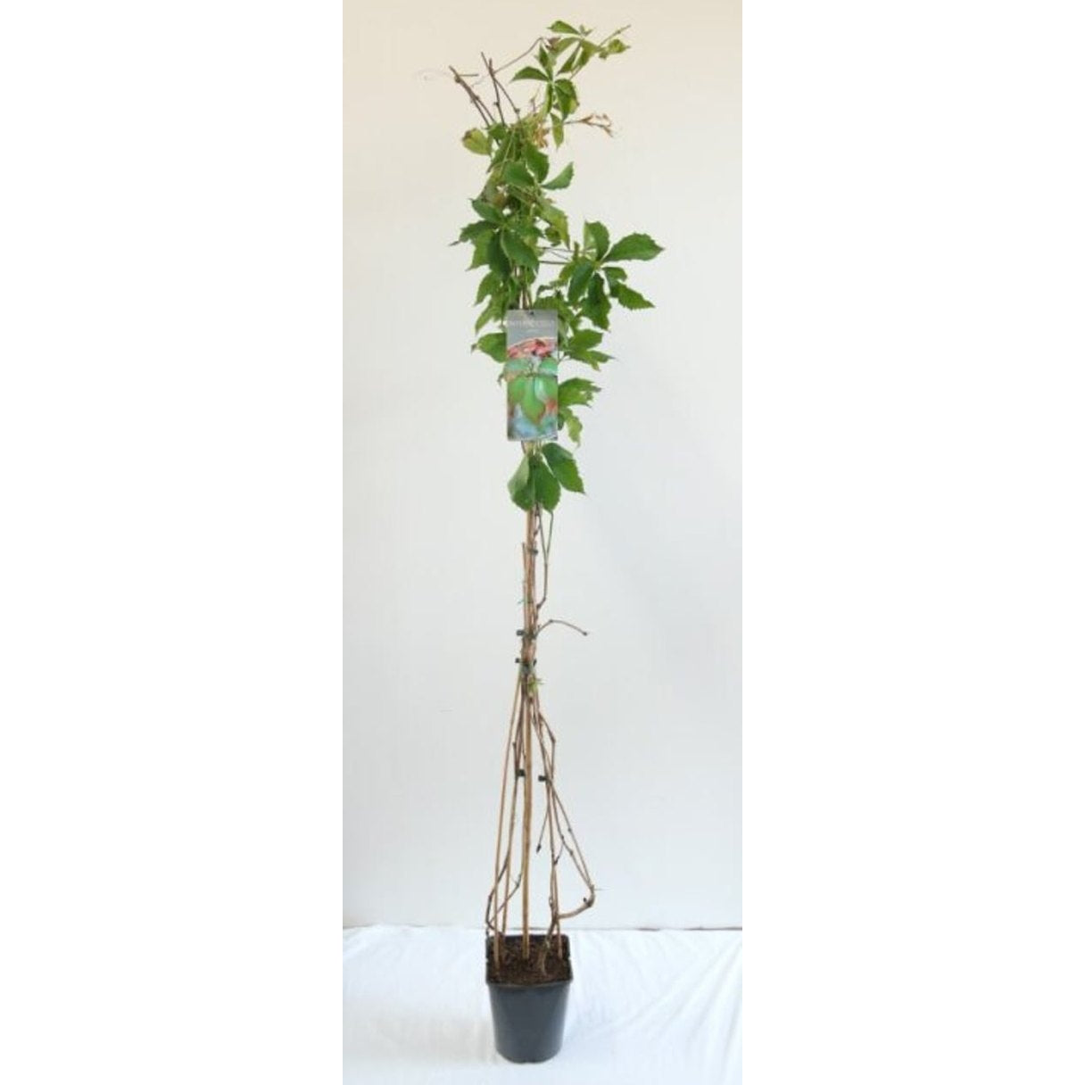 Klättervildvin – Parthenocissus inserta - C5 125-175 CM Stick